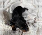 Puppy Puppy 5 Doberman Pinscher