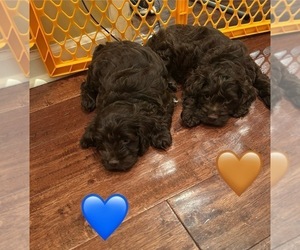 Cockapoo Puppy for Sale in BLUE MOUNTAIN, Mississippi USA