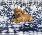 Small #6 Cockapoo (Miniature)