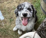 Small Photo #1 Aussiedoodle Puppy For Sale in YACOLT, WA, USA