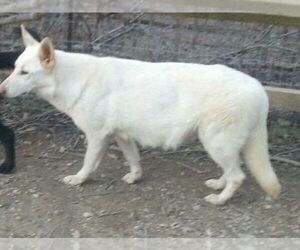 Mother of the German Shepherd Dog puppies born on 04/16/2025