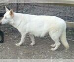 Small Photo #1 German Shepherd Dog Puppy For Sale in LOGAN, OH, USA