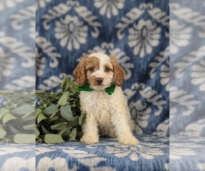 Cavapoo Puppy for sale in GLEN ROCK, PA, USA