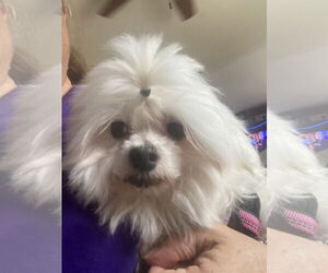 Maltese Dogs for adoption in Wheaton, IL, USA