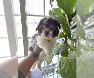 Mal-Shi Puppy for sale in JOHNSTON, RI, USA