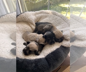 Schnauzer (Miniature) Puppy for sale in TAMPA, FL, USA