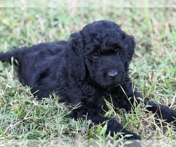 Medium Photo #4 Goldendoodle (Miniature) Puppy For Sale in SARASOTA, FL, USA