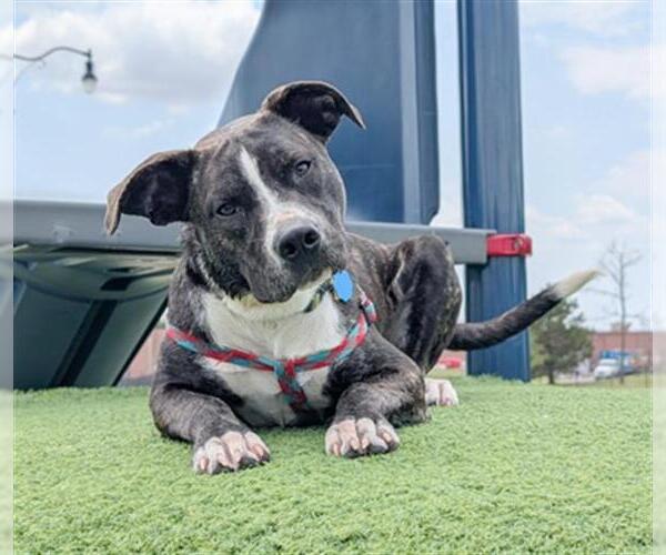 Medium Photo #3 Mutt Puppy For Sale in Oklahoma City, OK, USA