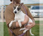 Small #1 Mutt