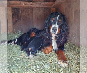 Mother of the Bernese Mountain Dog puppies born on 04/01/2022