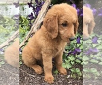 Small Photo #7 Goldendoodle Puppy For Sale in HARRISONBURG, VA, USA