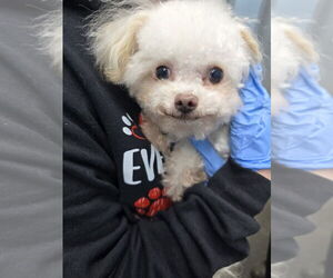 Poodle (Miniature)-Unknown Mix Dogs for adoption in Evansville, IN, USA