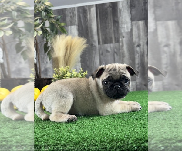 Medium Photo #5 Pug Puppy For Sale in CANOGA, NY, USA