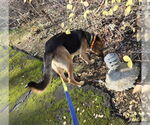 Small #12 German Shepherd Dog-Great Dane Mix
