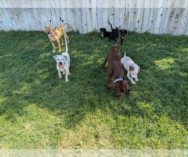 Medium Photo #10 Mutt Puppy For Sale in Sandy, UT, USA