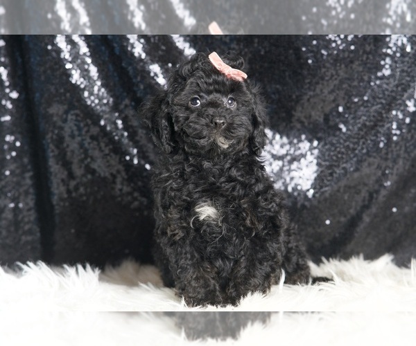Medium Photo #6 Poodle (Miniature) Puppy For Sale in WARSAW, IN, USA