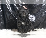 Small #5 Poodle (Miniature)