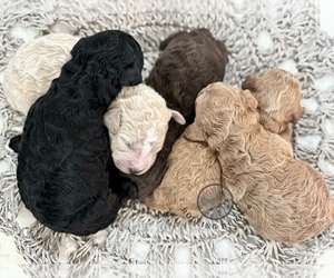 Poodle (Miniature) Litter for sale in MARYVILLE, MO, USA