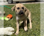 Small #2 Labrador Retriever