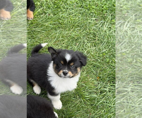 Medium Photo #2 Australian Shepherd-Unknown Mix Puppy For Sale in Aurora, IN, USA