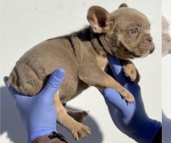 Medium Photo #5 French Bulldog Puppy For Sale in PORTLAND, OR, USA