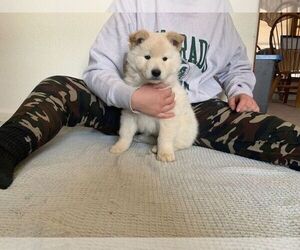 Sharberian Husky-Wolf Hybrid Mix Puppy for sale in MACK, CO, USA