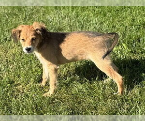 **KIWI** - Female Australian Shepherd-Unknown Mix Dog for Adoption - Photo #3
