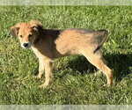 Small Photo #3 Australian Shepherd-Unknown Mix Puppy For Sale in Genesee, WI, USA