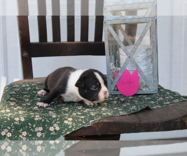 Medium Photo #14 Faux Frenchbo Bulldog Puppy For Sale in SEARS, MI, USA