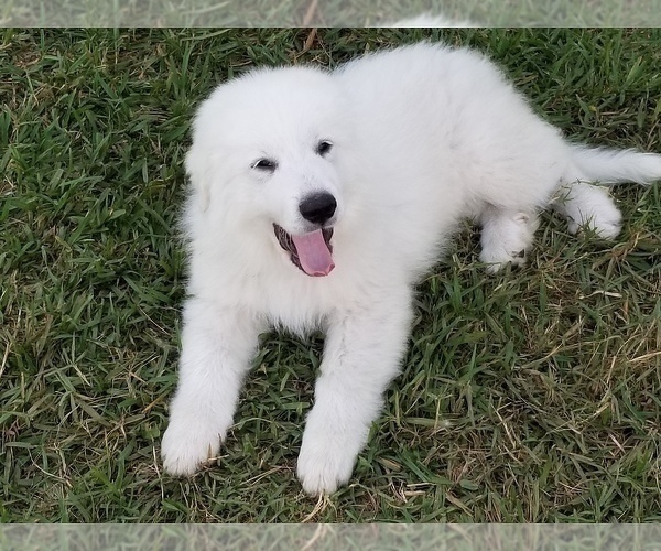Medium Photo #5 Great Pyrenees Puppy For Sale in PALM BAY, FL, USA
