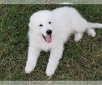 Small Photo #5 Great Pyrenees Puppy For Sale in PALM BAY, FL, USA