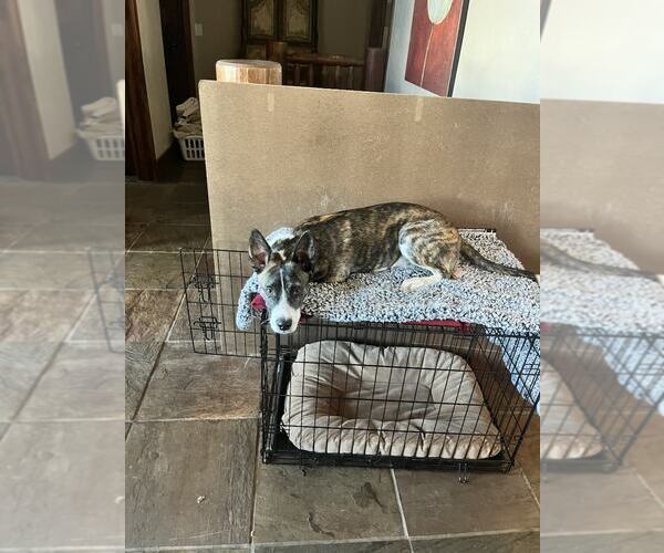 Medium Photo #3 Mutt Puppy For Sale in MIDWAY, UT, USA