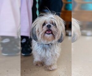 Shih Tzu Dogs for adoption in Mundelein, IL, USA