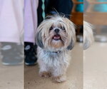 Small Shih Tzu
