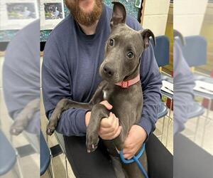 American Pit Bull Terrier-Unknown Mix Dogs for adoption in Anchorage, AK, USA