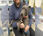 Small American Pit Bull Terrier Mix