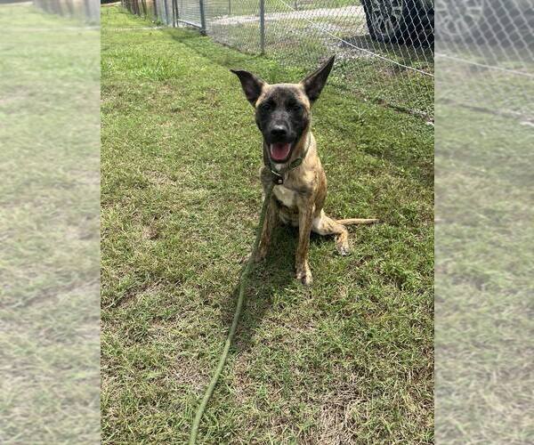 Medium Photo #3 Mutt Puppy For Sale in Abbeville, LA, USA