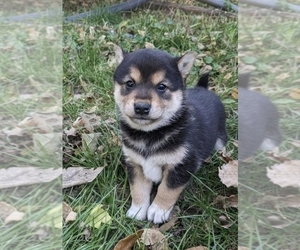 Shiba Inu Puppy for sale in MANITO, IL, USA