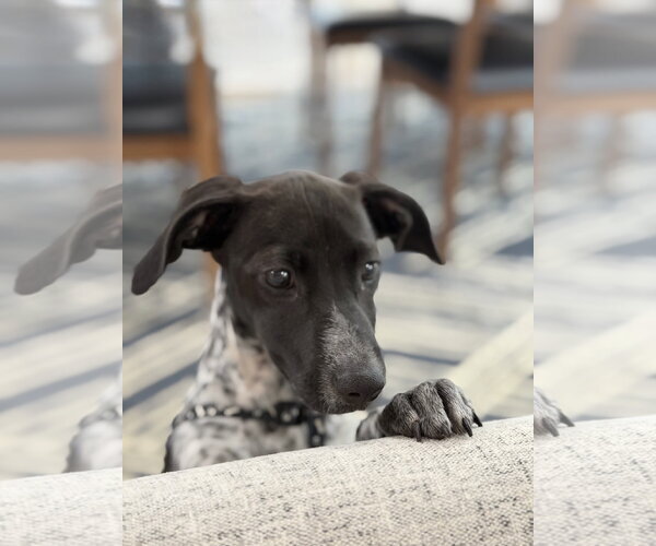 Medium Photo #4 Mutt Puppy For Sale in Tarrytown, GA, USA