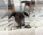 Small #3 Mutt