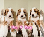 Puppy Puppy 9 Labradoodle-Poodle (Standard) Mix