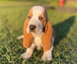 Puppy 1 Basset Hound