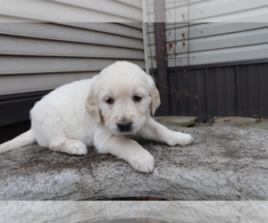 English Cream Golden Retriever Puppy for sale in SHILOH, OH, USA