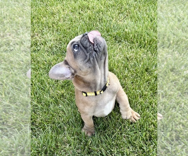 Medium Photo #3 French Bulldog Puppy For Sale in CANYON, TX, USA