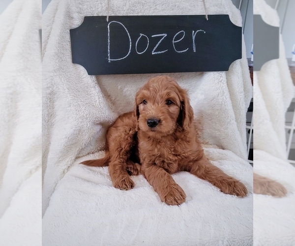 Medium Photo #5 Goldendoodle Puppy For Sale in NORTH VERNON, IN, USA