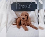 Small Photo #5 Goldendoodle Puppy For Sale in NORTH VERNON, IN, USA