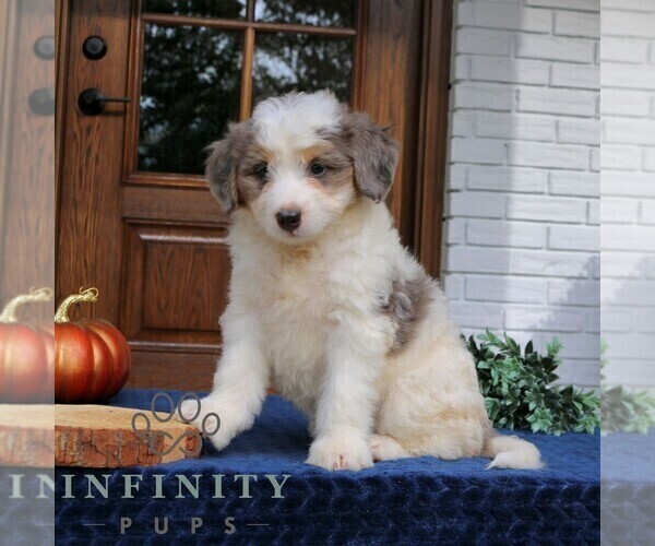 Medium Photo #2 Bernedoodle (Miniature) Puppy For Sale in LANCASTER, PA, USA