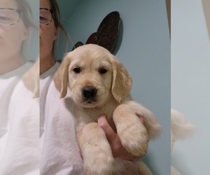 English Cream Golden Retriever Puppy for sale in INDIAN TRAIL, NC, USA