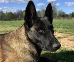 Small Photo #1 Belgian Malinois Puppy For Sale in THAYER, MO, USA