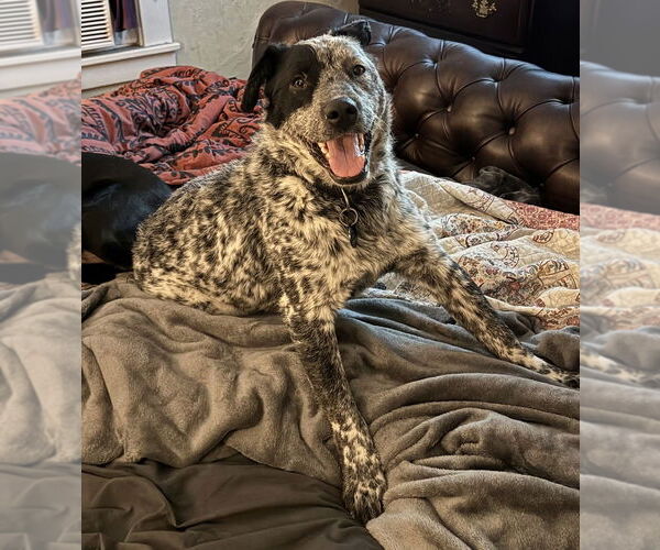 Medium Photo #3 Mutt Puppy For Sale in Springdale, PA, USA